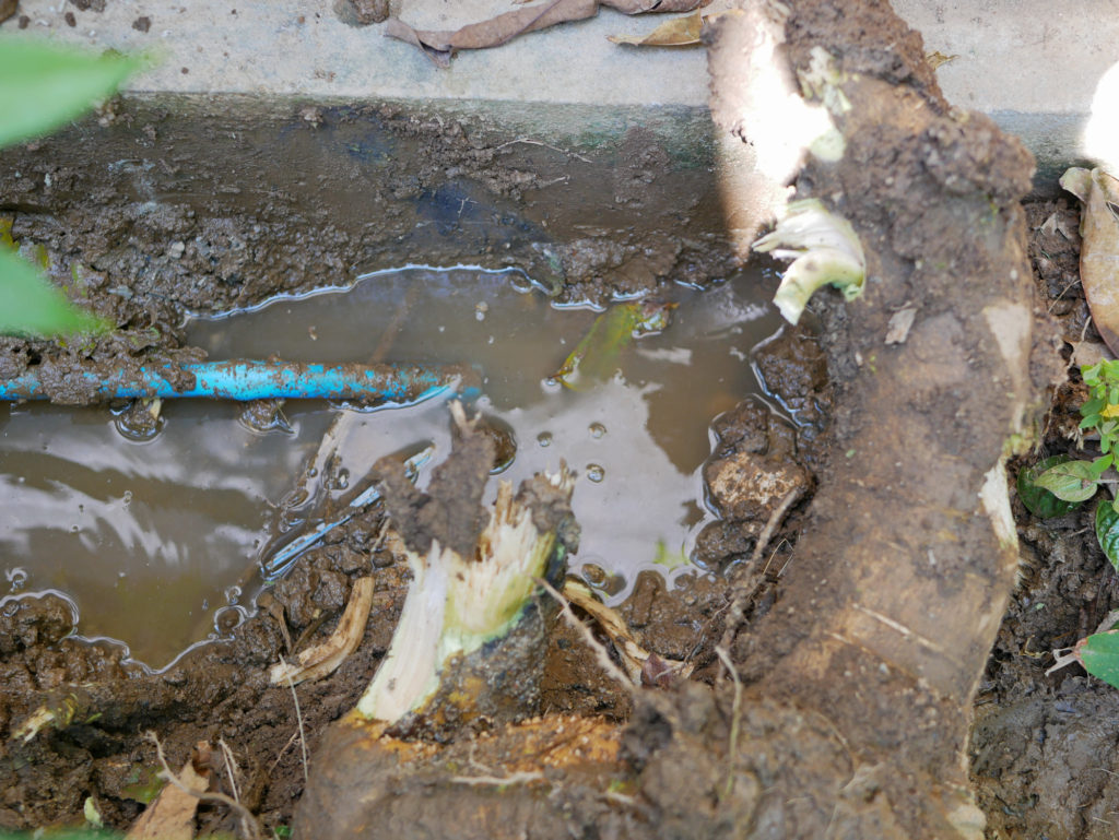 A picture showing water problems caused by a root breaking a pipe. 