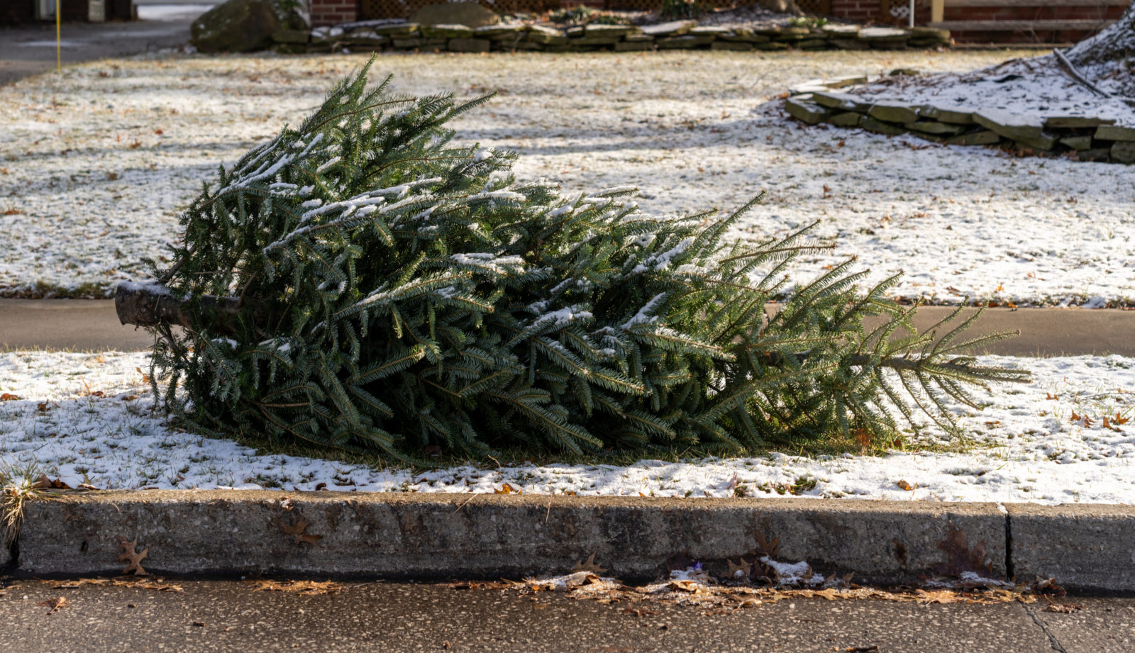 A picture of a live Christmas tree left on the curb for recycling. LCA