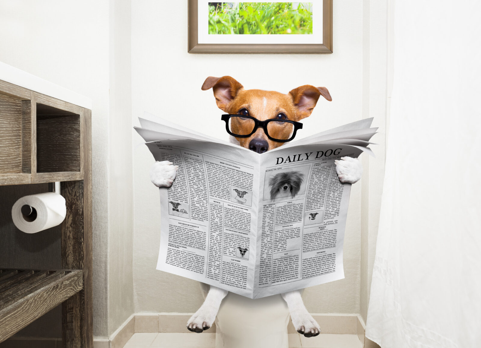 A picture of a dog on a toilet seat reading a newspaper, for an LCA post on World Toilet Day