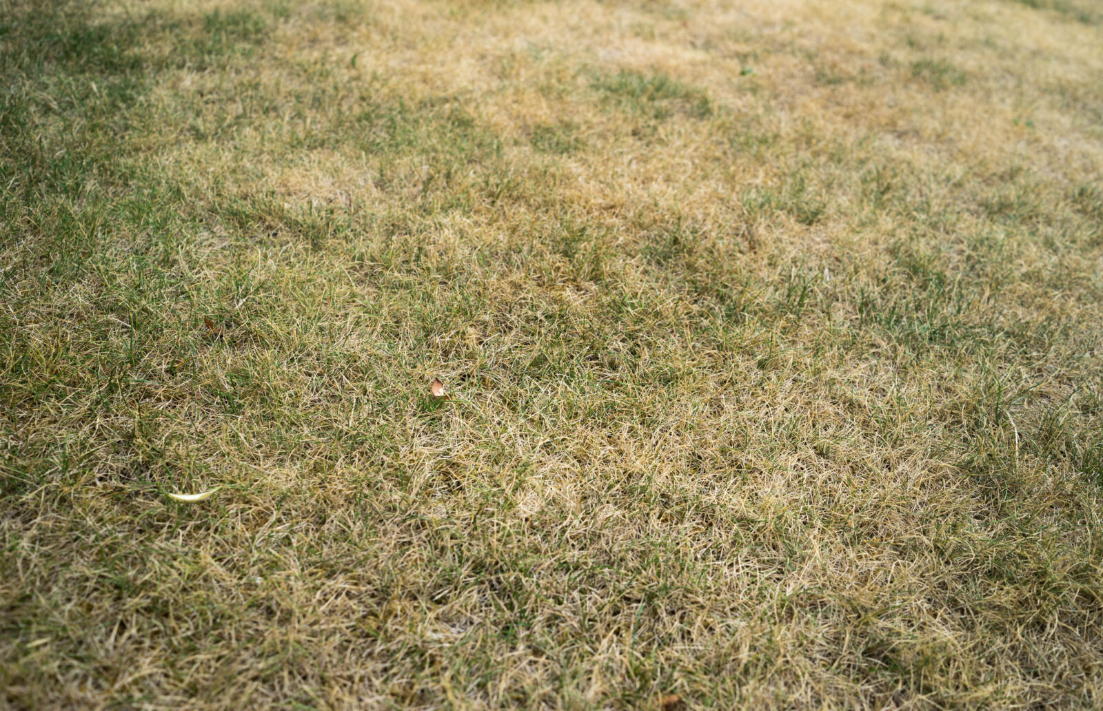 A picture of a brown lawn, illustrating an LCA blog post about letting your lawn go brown for summer. blog post Let your lawn go brown in