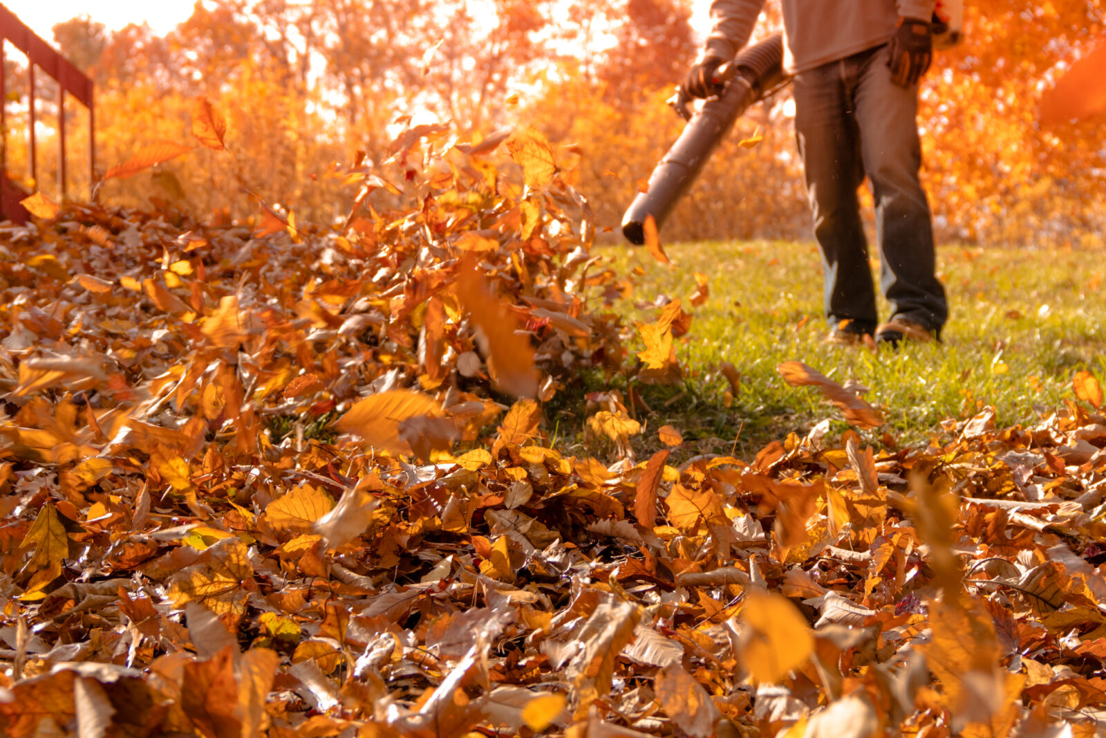 A leaf blower pushes fall leaves into a pile, for an LCA story on composting leaves.