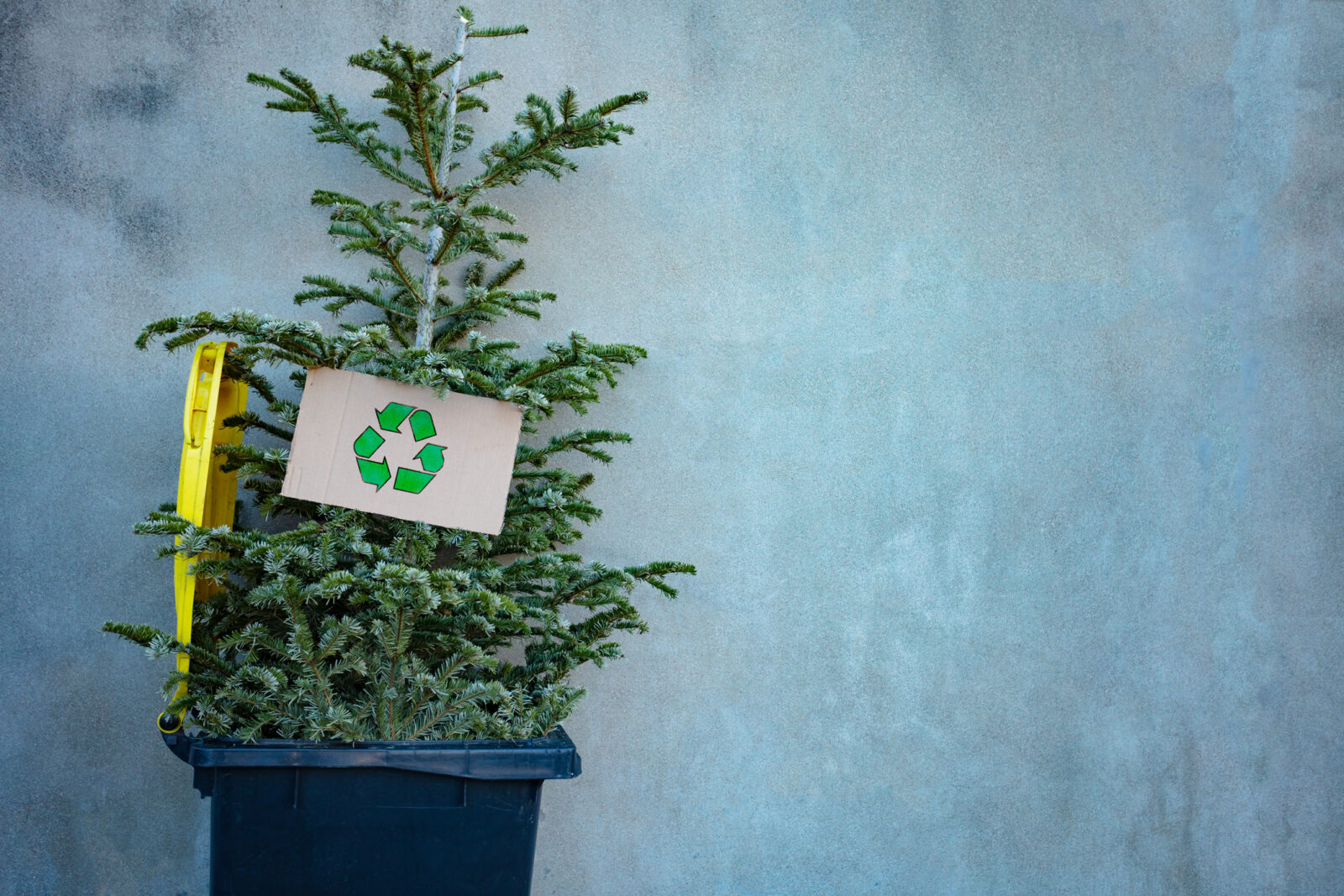A picture of a Christmas tree in a recycling bin, for an LCA post on recycling Christmas trees.