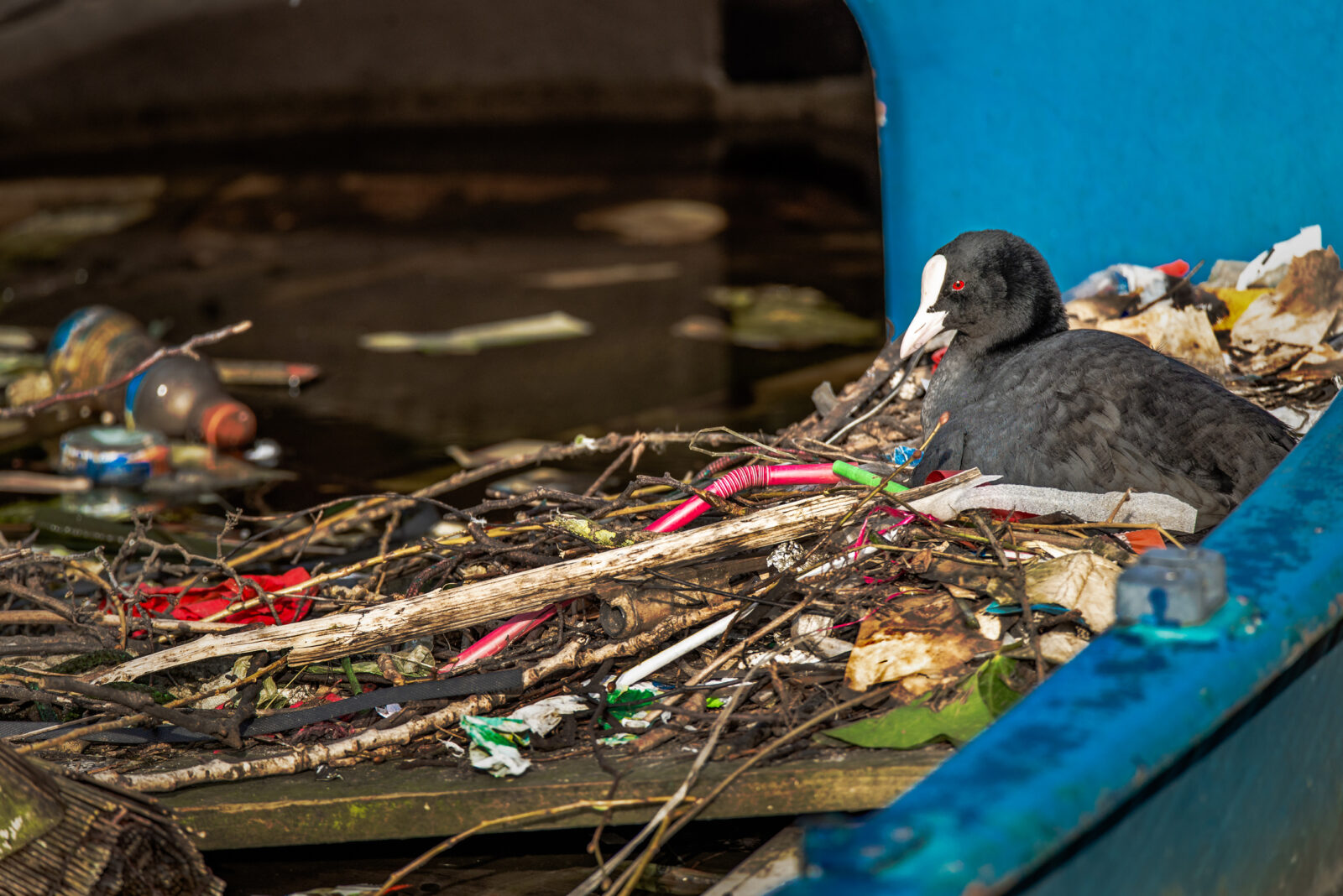 A picture of a Eurasion Coot sitting on a nest that includes plastic trash such as straws, for an LCA post on Skip the Straw Day.