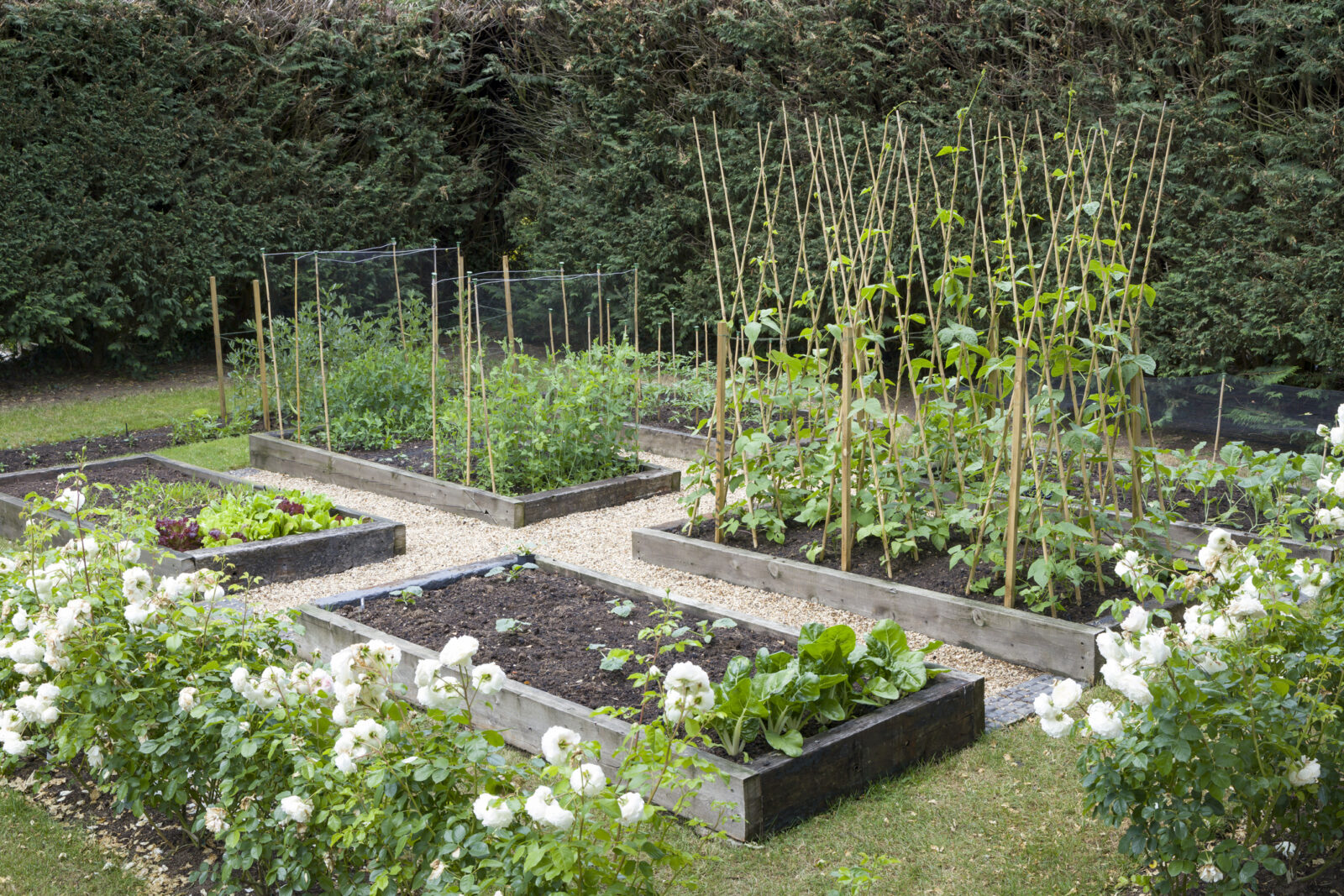 A picture of a raised bed vegetable garden in a patch of lawn, to illustrate an LCA post on converting your lawn.