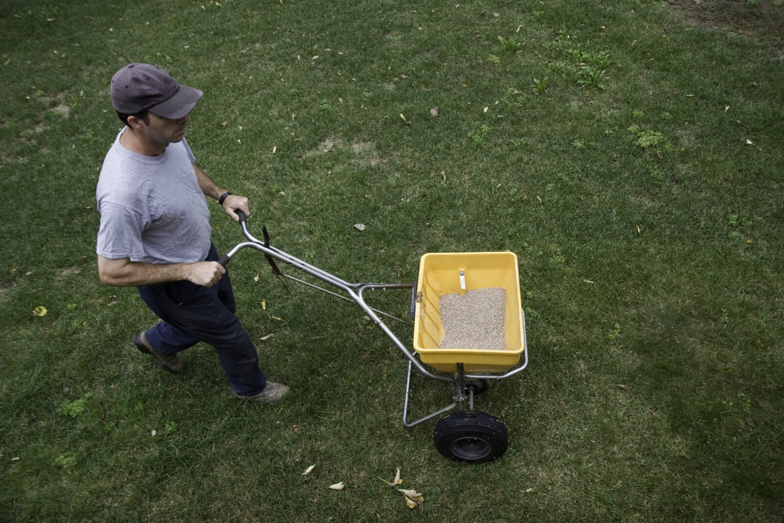 A man spreads fertilizer on a lawn, for an LCA post about proper lawn fertilization to avoid nutrient runoff.