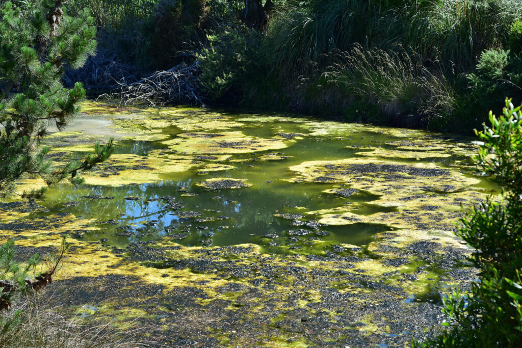 An image of a pond filled with green algae, to illustrate an LCA post on nutrient pollution and lawn care. 
