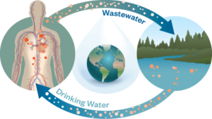 Diagram of contaminants cycling through drinking water, the human body, wastewater, and the environment.