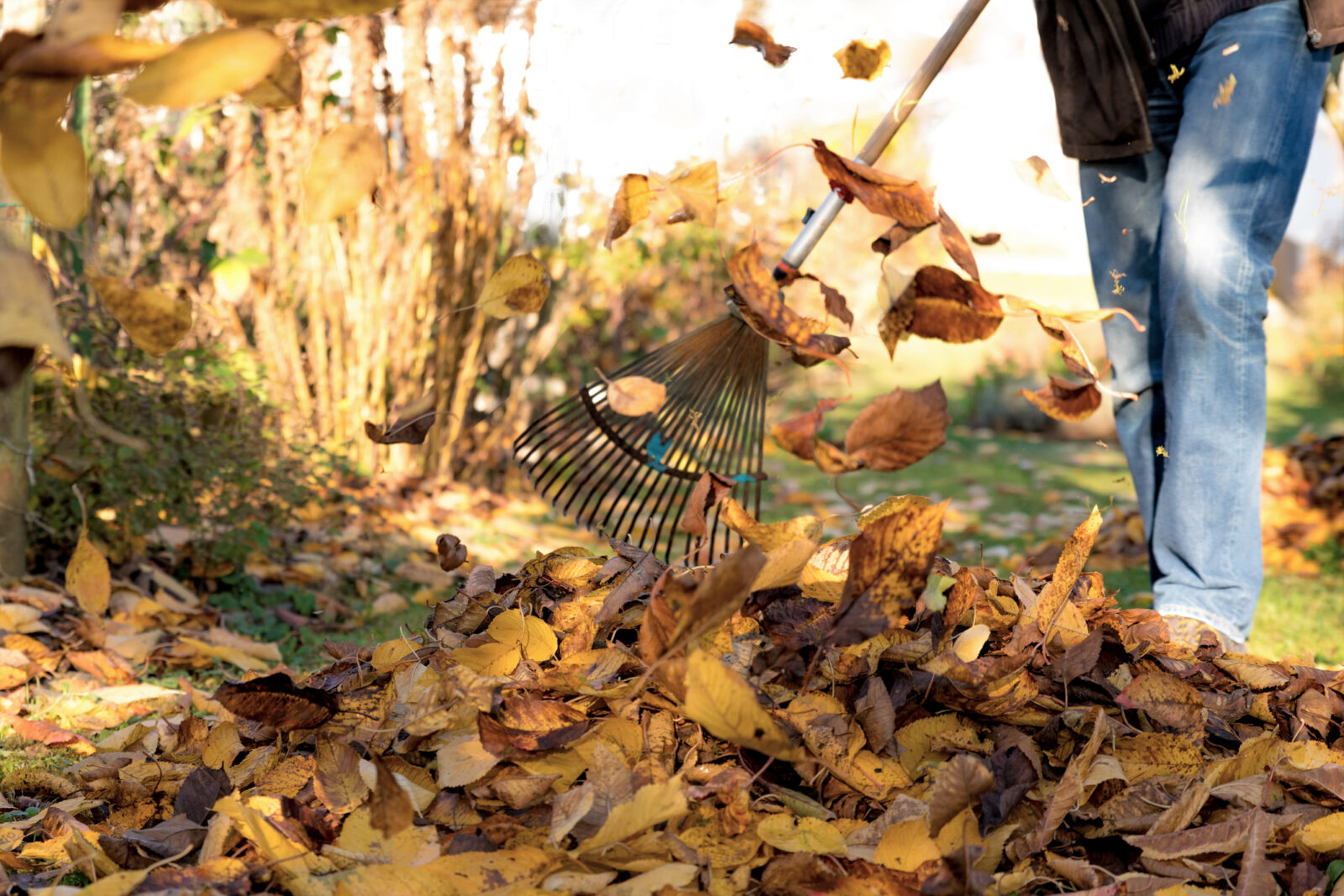 A picture of a person raking leaves, for a blog post on going easy on fall cleanup to help beneficial species overwinter.