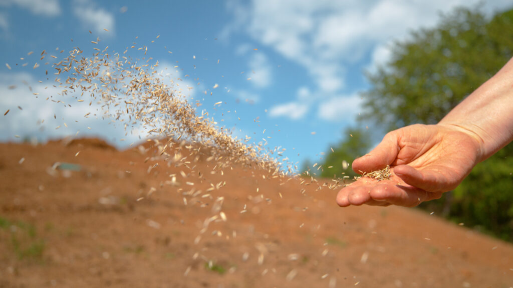 Fall is a good time to plant grass and over-seed lawns. 