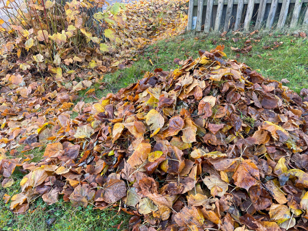 A pile of leaves left in a corner of the yard during fall cleanup gives beneficial insects a place to overwinter. 