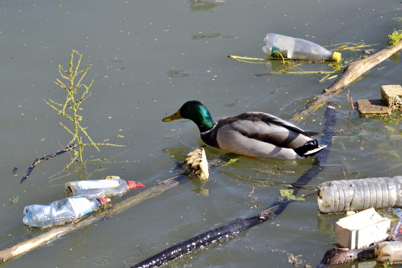 An image of a duck navigating a trash-filled waterway, to illustrate a post on trash left by anglers.