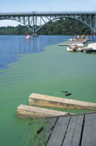 algae blooms fertilizer runoff