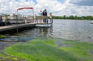 algae in a lake